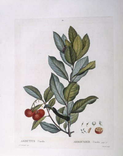 Jahodový strom (Arbutus unedo), Henry Louis Duhamel du Monceau, botanická deska od Pierre Joseph Redouté od Pierre Joseph Redouté