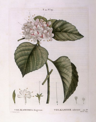 Volkameria fragrans, botanische Tafel von Pierre Joseph Redouté von Pierre Joseph Redouté