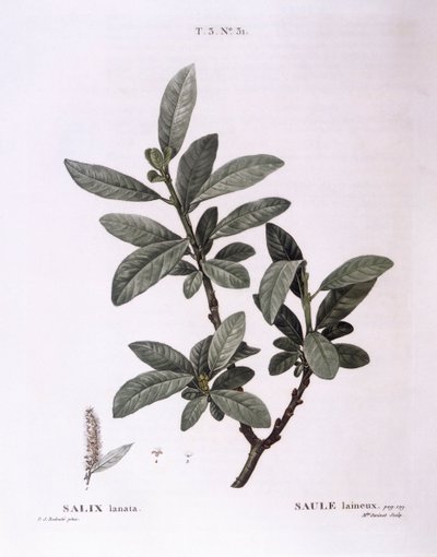 Weide (Salix lanata), botanische Tafel von Pierre Joseph Redouté von Pierre Joseph Redouté