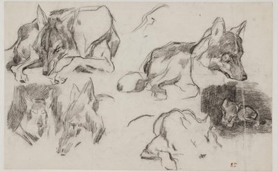 Studie marockých psů. od Pierre Andrieu