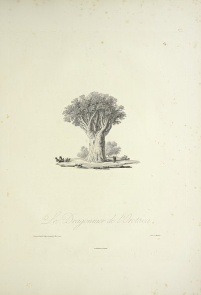 Dračí strom Orotava, vyrytý Bouquetem, ilustrace z „Pohledy na Kordillery a památky domorodých národů Ameriky“ od Alexandra von Humboldta a Aime Bonpland od Pierre Antoine (after) Marchais