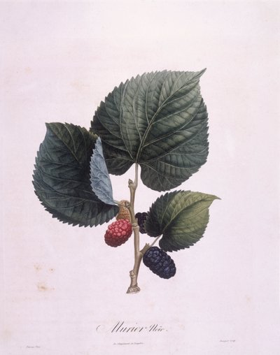Moruše černá (Morus nigra), Henry Louis Duhamel du Monceau, botanická deska Pierre Antoine Poiteau od Pierre Antoine (after) Poiteau