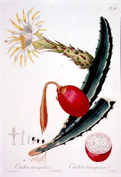 Cactus Triangularis, deska 26 z 