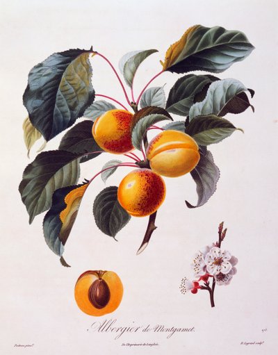 Plody a květy meruňky Albergier De Montgamet, asi 1846, kolorovaná rytina Pierre-Antoine Poiteau z Pomolgie Francais, Francie od Pierre Antoine (after) Poiteau