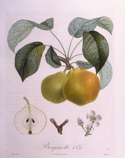 Hruška "Bergamot" Henry Louis Duhamel du Monceau, botanická deska Pierre Antoine Poiteau od Pierre Antoine (after) Poiteau