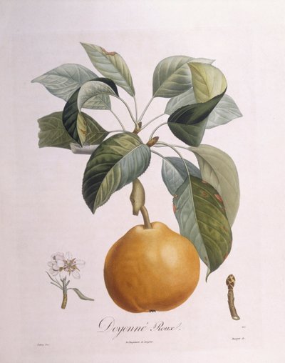 Hruška "Doyenné roux" Henry Louis Duhamel du Monceau, botanická deska Pierre Antoine Poiteau od Pierre Antoine (after) Poiteau
