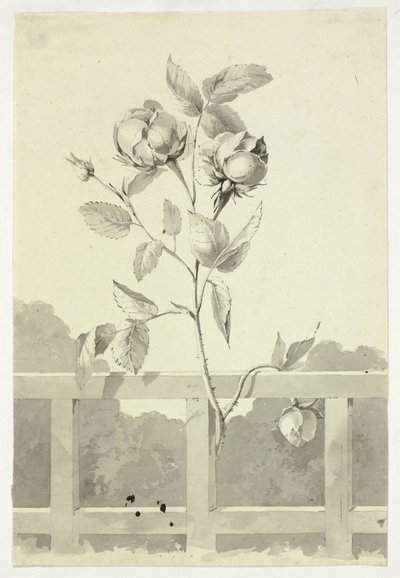 Rose od Pierre Antoine Mongin
