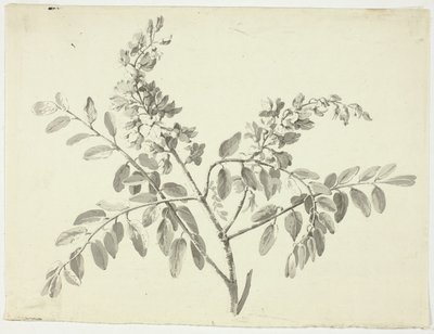 Kvetoucí větev od Pierre Antoine Mongin