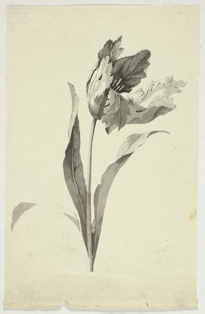 Tulipán od Pierre Antoine Mongin
