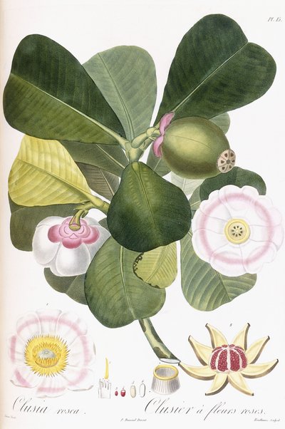 Clusia rosea, Clusier s růžovými květy, 1808-1828 od Pierre Antoine Poiteau