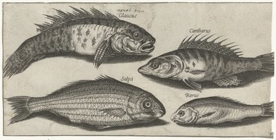 Bockfish, okoun, goby a neznámá ryba Rybaření (název seriálu) Ikony Piscivm vivae (název série) od Pierre Firens