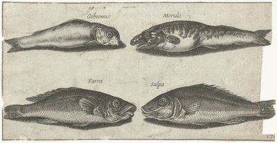 Goby, bogo, treska a další ryba Rybaření (název seriálu) Ikony Piscivm vivae (název série) od Pierre Firens