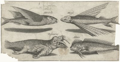 Létající chrochtání, hrudka, blenny a mrož Rybaření (název seriálu) Ikony Piscivm vivae (název série) od Pierre Firens