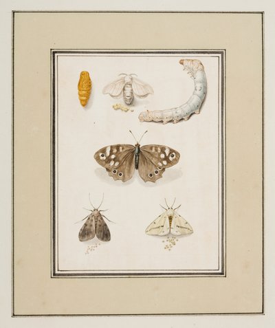 Motýli, můry a housenky, cca 1755-65 (akvarel na papíře) od Pierre Francois Ledoulx