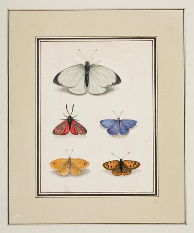Motýli, cca 1755-65 (akvarel na papíře) od Pierre Francois Ledoulx