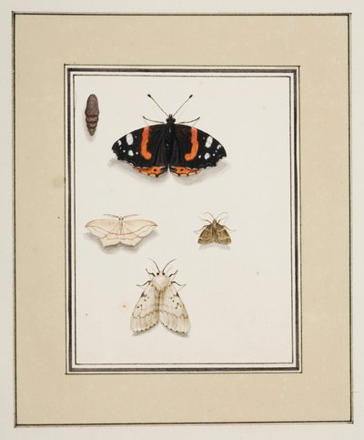 Motýli, cca 1755-65 (akvarel na papíře) od Pierre Francois Ledoulx