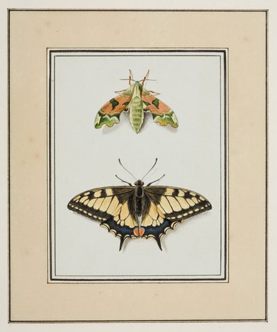 Hawk Moth a Old World Swallowtail Butterfly, c.1755-65 (akvarel na papíře) od Pierre Francois Ledoulx