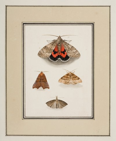Moths, c.1755-65 (akvarel na papíře) od Pierre Francois Ledoulx