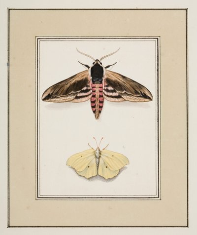 Privet Hawk Moth and Common Brimstone, cca 1755-65 (akvarel na papíře) od Pierre Francois Ledoulx