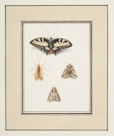 Vlaštovičník Butterfly, Mayfly and Two Moths, c.1755-65 (akvarel na papíře) od Pierre Francois Ledoulx