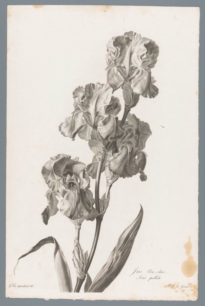 kosatec dalmatský Světle modrá duhovka / Iris pallida (název na objektu) Květiny čerpané z přírody (...) (název série) od Pierre François Legrand
