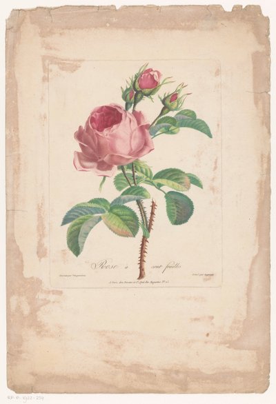 Honderdbladige pokoje Hundred Leaf Rose (název na objektu) od Pierre François Legrand
