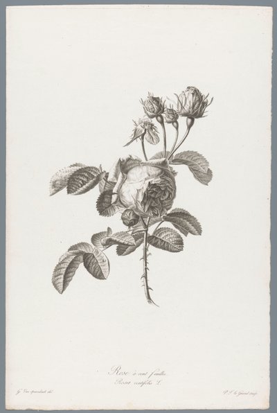 Honderdbladige pokoje Růže stolistá / Rosa centifolia L. (název na objektu) Květiny čerpané z přírody (...) (název série) od Pierre François Legrand