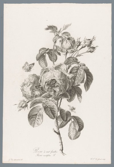 Honderdbladige pokoje Růže stolistá / Rosa centifolia L. (název na objektu) Květiny čerpané z přírody (...) (název série) od Pierre François Legrand
