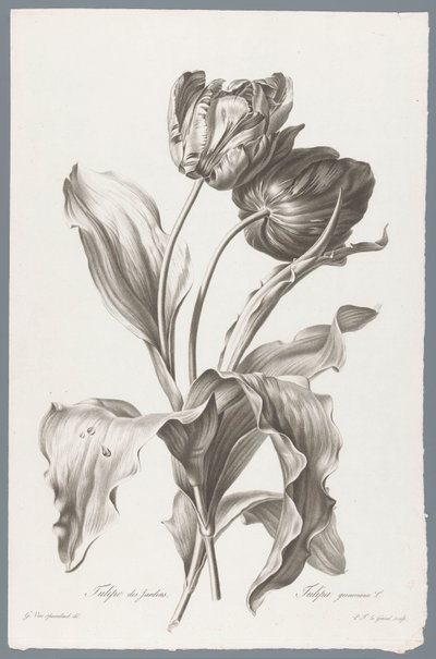 tulip Tulipán zahradní / Tulipa gesneriana L. (název na objektu) Květiny čerpané z přírody (...) (název série) od Pierre François Legrand