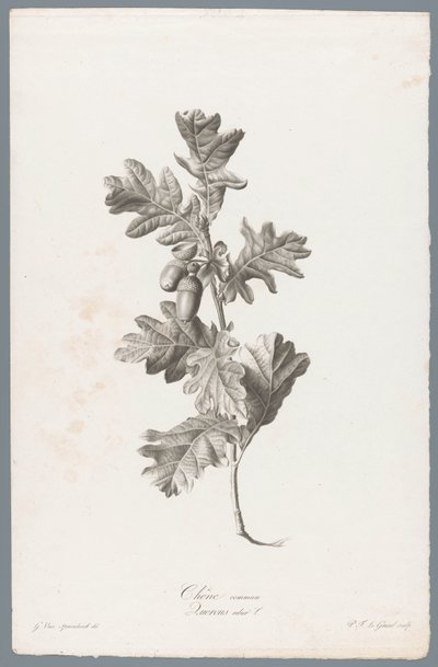 Zomeřík Dub obecný / Quercus robur L. (název na objektu) Květiny čerpané z přírody (...) (název série) od Pierre François Legrand