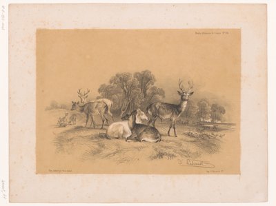 Studie stáda jelenů Cooper