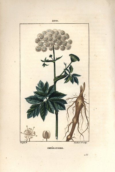 Benzoin nebo imperatoire - Masterwort, Imperatoria ostruthium, s květem, listem a kořenem. Ručně kolorovaná tečkovaná mědirytina od Lamberta Juniora z kresby Pierra Jean-Francoise Turpina z Chaumetonovy, Poiretovy a Chamberetovy „“ La Flore Medicale, od Pierre Jean Francois Turpin