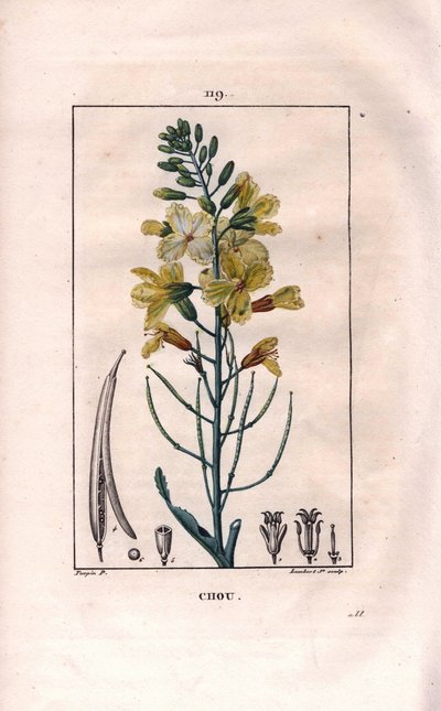 Botanické: květ zelí - květ zelí, Brassica oleracea. Ručně kolorovaná tečkovaná mědirytina od Lamberta z kresby Pierra Jean-Francoise Turpina z Chaumeton, Poiret et Chamberet „La Flore Medicale,“ Paris, Panckoucke od Pierre Jean Francois Turpin