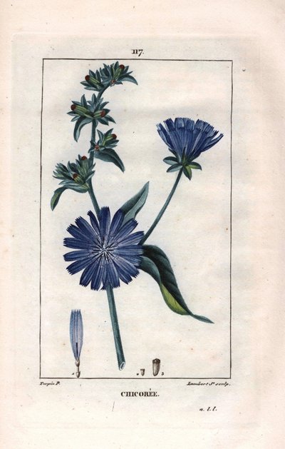 Botanická: čekanka s květem - rostlina a květ čekanky, Cichorium intybus. Ručně kolorovaná tečkovaná mědirytina od Lamberta z kresby Pierra Jean-Francoise Turpina z Chaumeton, Poiret et Chamberet „La Flore Medicale,“ Paris, Panckouc od Pierre Jean Francois Turpin