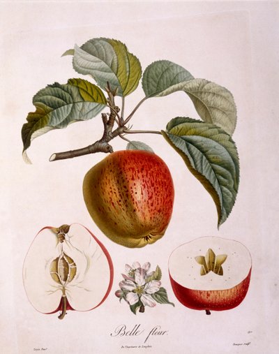Botanika - Rosaceae - jablko „Krásná květina“. (botanická deska od Pierre Jean Francois Turpin