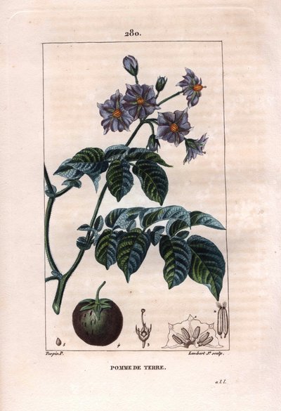 Botanika: brambor - Brambor, květy a plody, Solanum tuberosum. Ručně kolorovaná tečkovaná mědirytina od Lamberta z kresby Pierra Jean-Francoise Turpina z Chaumeton, Poiret et Chamberet „La Flore Medicale,“ Paris, Panckoucke od Pierre Jean Francois Turpin