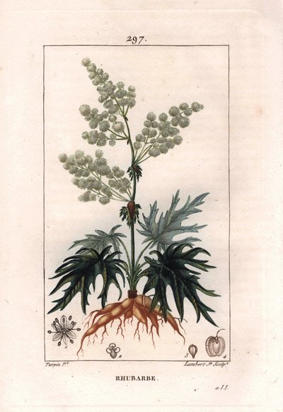 Botanika: reveň - Rebarbora, listy a kořeny, Rheum rhabarbarum. Ručně kolorovaná tečkovaná mědirytina od Lamberta z kresby Pierra Jean-Francoise Turpina z Chaumeton, Poiret et Chamberet „La Flore Medicale,“ Paris, Panckoucke od Pierre Jean Francois Turpin