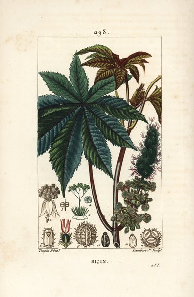 Ricinus communis (Ricinus vulgaris) s listem, květem, stonkem a semenem. Ručně kolorovaná tečkovaná mědirytina od Lamberta Juniora z kresby Pierra Jean-Francoise Turpina z Chaumetonovy, Poiretovy a Chamberetovy „“ La Flo od Pierre Jean Francois Turpin
