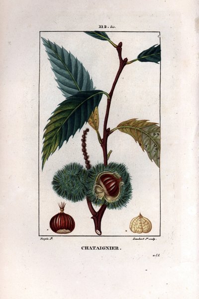 Kaštanová větev s ovocem (kaštan) - Sladký kaštan, Castanea sylvestris. Ručně kolorovaná tečkovaná mědirytina od Lamberta Juniora z kresby Pierra Jean-Francoise Turpina z Chaumeton, Poiret et Chamberet „La Flore Medicale,“ Paris od Pierre Jean Francois Turpin