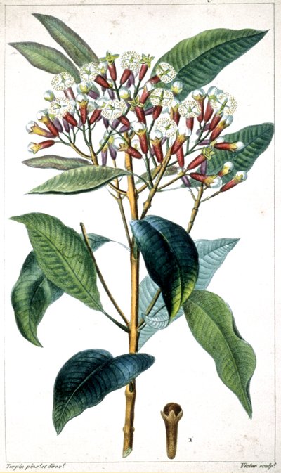 Hřebíček a hřebíček, polovina 19. století (litografie) od Pierre Jean Francois Turpin