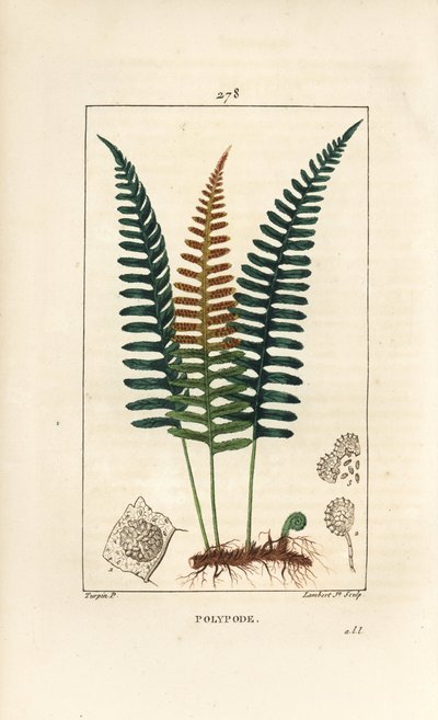Mnohonožec obecný - Kapradina mnohonožka, Polypodium vulgare, s listem, semenem a kořenem. Ručně kolorovaná tečkovaná mědirytina od Lamberta Juniora z kresby Pierra Jean-Francoise Turpina z Chaumeton, Poiret a Chamberet