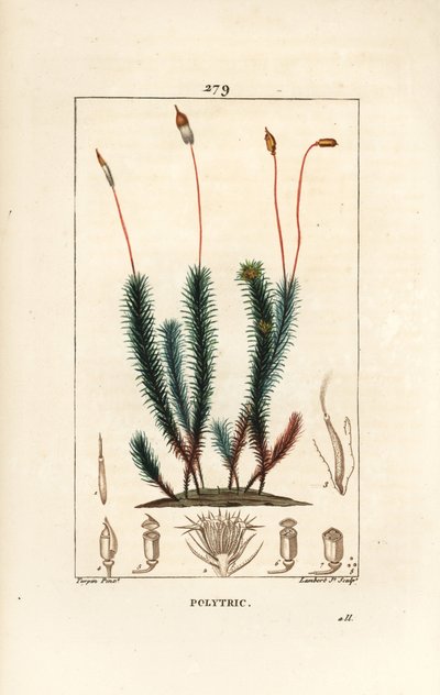 Polytrichum (pěna) - Vlasovec obecný, Polytrichum. Ručně kolorovaná tečkovaná mědirytina od Lamberta Juniora z kresby Pierra Jean-Francoise Turpina z Chaumeton, Poiret a Chamberet