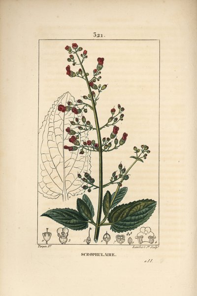 Škrofulár klas - Fíkovník vodní, Scrophularia aquatica, s obrysem květu, listu, stonku, semene a listu. Ručně kolorovaná tečkovaná mědirytina od Lamberta Juniora z kresby Pierra Jean-Francoise Turpina z Chaumetonovy, Poiretovy a Chamberetovy „“ La F od Pierre Jean Francois Turpin