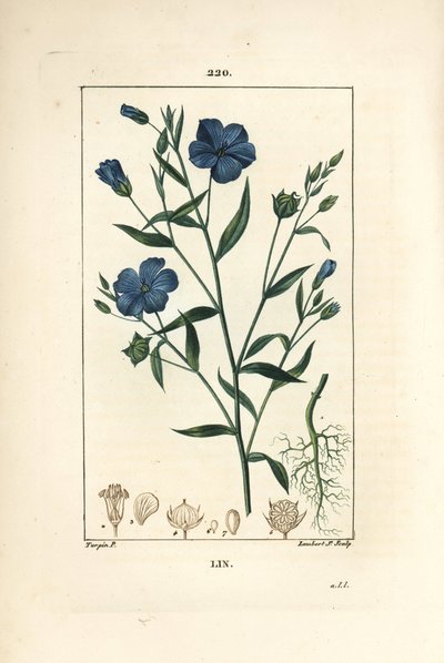 Len - Lněné semínko, Linum sativum. Ručně kolorovaná tečkovaná mědirytina od Lamberta Juniora z kresby Pierra Jean-Francoise Turpina z Chaumeton, Poiret a Chamberet