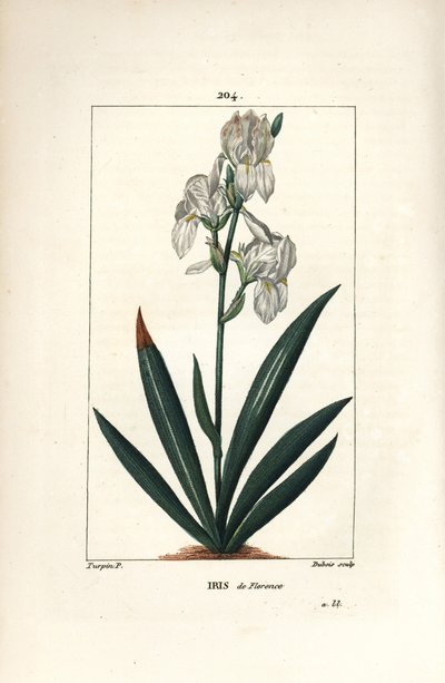 Iris florentský, Iris florentský - Iris florentský, Iris florentina, květ a list. Ručně kolorovaná tečkovaná mědirytina od Duboise z kresby Pierra Jean-Francoise Turpina z Chaumeton, Poiret a Chamberet