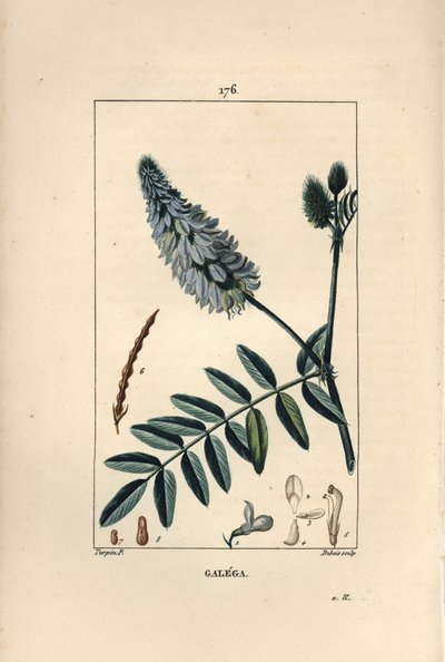 Galega - Kozí rue, Galega officinalis, s květem, listem a semenem. Ručně kolorovaná tečkovaná mědirytina od Duboise z kresby Pierra Jean-Francoise Turpina z Chaumeton, Poiret a Chamberet