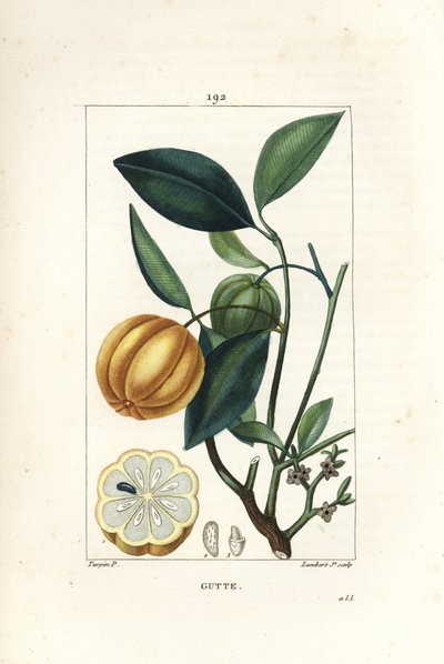 Garcinia gummi gutta nebo Malabar Tamarinier, Gambooge, Brindall Bay - strom Gum guttae, Cambogia gutta, s ovocem, listem, květem a ovocem v řezu. Ručně kolorovaná tečkovaná mědirytina od Lamberta Juniora z kresby Pierra Jean-Francoise Turpina od Pierre Jean Francois Turpin