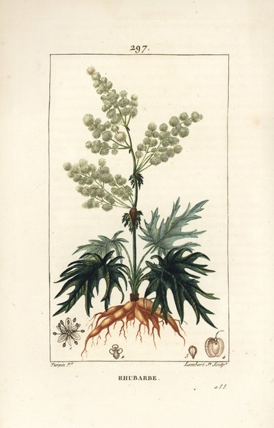 Reveň zahradní - Rebarbora, Rheum rhabarbarum (Rheum palmatum), s květem, stonkem, listem, semenem a kořenem. Ručně kolorovaná tečkovaná mědirytina od Lamberta Juniora z kresby Pierra Jean-Francoise Turpina z Chaumetonovy, Poiretovy a Chamberetovy „“ La F od Pierre Jean Francois Turpin