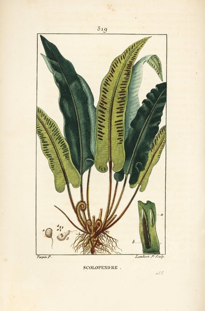 Kapradina jelení jazyk, Asplenium scolopendrium, s listem, semenem a kořenem. Ručně kolorovaná tečkovaná mědirytina od Lamberta Juniora z kresby Pierra Jean-Francoise Turpina z Chaumeton, Poiret a Chamberet