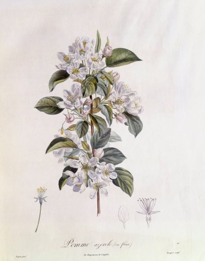 Hloh (Crataegus azarolus) květina Henry Louis Duhamel du Monceau, botanická deska od Pierre Jean Francois Turpin od Pierre Jean Francois Turpin